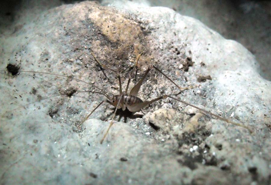 Dolichopoda geniculata